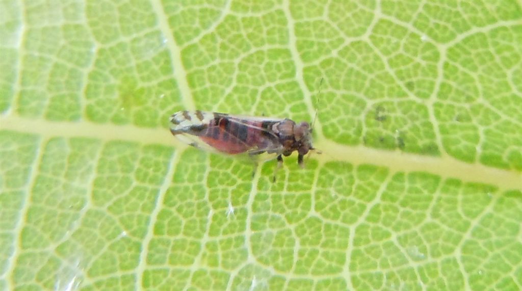 Cacopsylla pulchella/Psilla dell''albero di Giuda